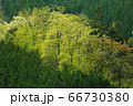 新緑の奥多摩 66730380
