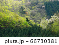 新緑の奥多摩 66730381