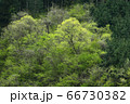 新緑の奥多摩 66730382