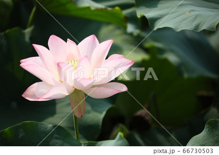 蓮 ハス はす ハスの花 蓮の花 はすの花の写真素材