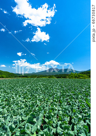 《群馬県》初夏の嬬恋村・キャベツ畑の風景 66730817