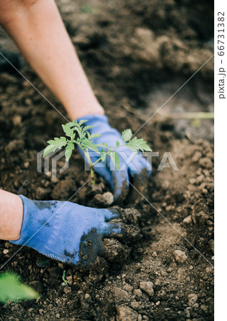 Woman gardening tomato sprouts into the soil on her backyard garden. Natural organic food 66731382