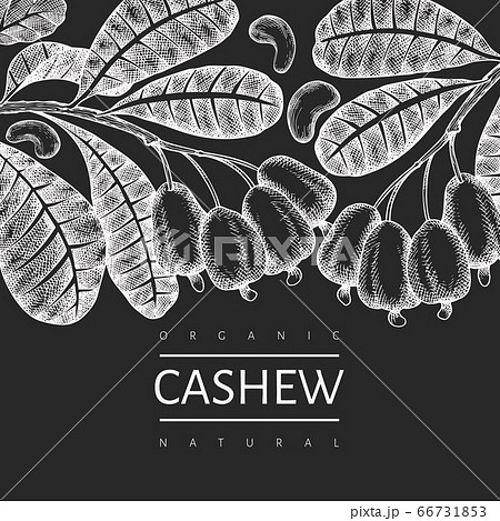 Hand drawn sketch cashew design template. Organic 66731853