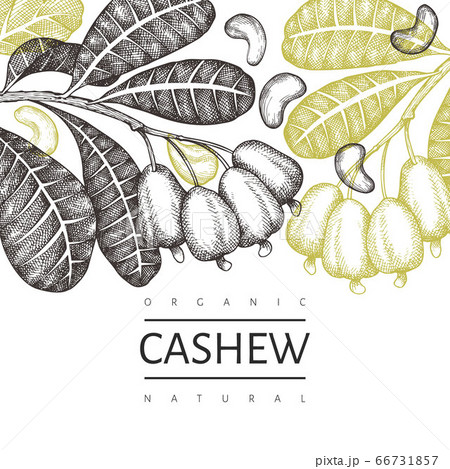 Hand drawn sketch cashew design template. Organic 66731857