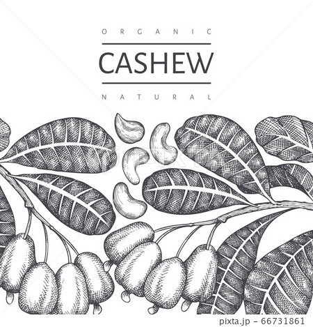 Hand drawn sketch cashew design template. Organic Hand drawn sketch cashew design template. Organic 66731861