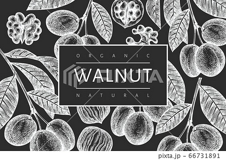 Hand Drawn Sketch Walnut Design Template Organicのイラスト素材