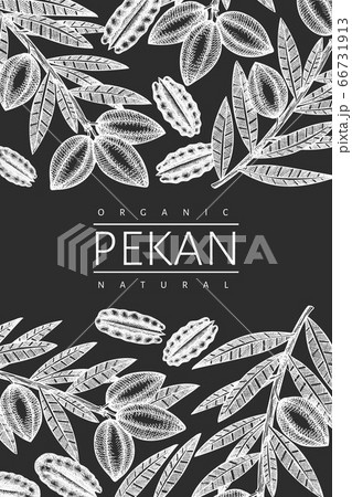 Hand drawn pecan branch and kernels design 66731913