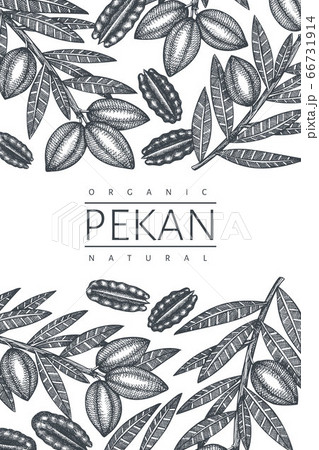 Hand drawn pecan branch and kernels design 66731914