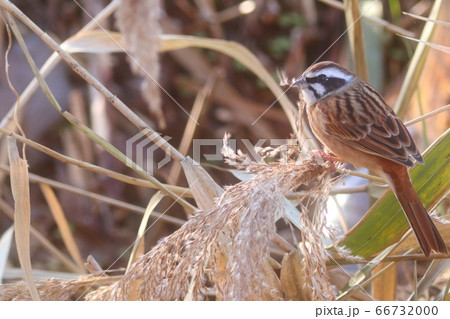 冬のホオジロ ススキの穂の種を食べる 野鳥の写真素材