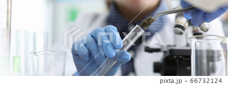 Chemist in laboratory examines marijuana extract Chemist in laboratory examines marijuana extract 66732124
