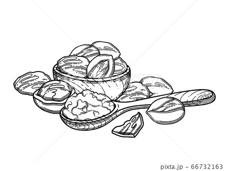 Graphic composition of shea plants and butter inside the wooden bowl and spoon 66732163