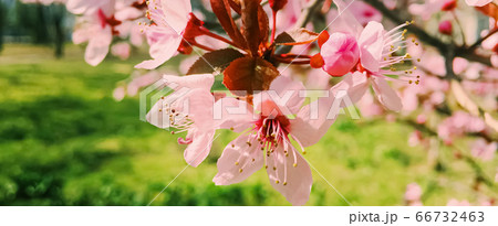 Apple tree flowers bloom, floral blossom in spring Apple tree flowers bloom, floral blossom in spring 66732463