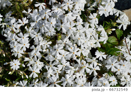 地面を覆いつくすように密生する芝桜と推定される植物の白い花と葉をハイアングルで撮影した写真の写真素材