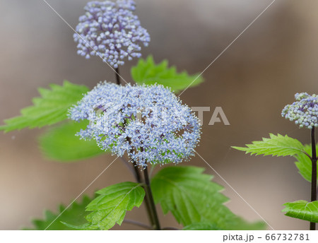 コアジサイ 66732781