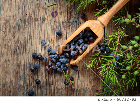 Juniper branch and wooden spoon with berries on a Juniper branch and wooden spoon with berries on a 66732792