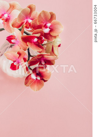 Orange Phalaenopsis Orchid Plant Orange Phalaenopsis Orchid Plant 66733004