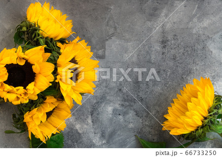 Yellow Sunflower Bouquet on Grey Background Yellow Sunflower Bouquet on Grey Background 66733250