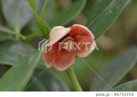 クルシアの花 66733359