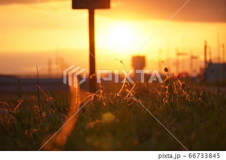 夕日に照らされた草花 66733845