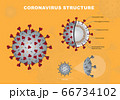 Coronavirus cross section model. Coronavirus - Coronavirus - Enveloped virus structure vector 66734102