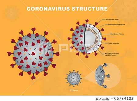 Coronavirus cross section model. Coronavirus - Coronavirus - Enveloped virus structure vector Coronavirus cross section model. Coronavirus - Coronavirus - Enveloped virus structure vector 66734102