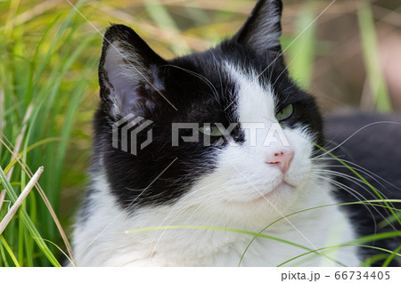 可愛い猫 黒白猫の写真素材