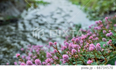 小川と野花 66734570
