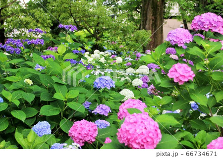色とりどりの紫陽花で華やかな 66734671