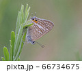 シジミチョウ 66734675