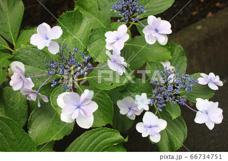 ・・～ 額紫陽花 ～・・　　・・Mihara-yae・・ ・ ・ 66734751