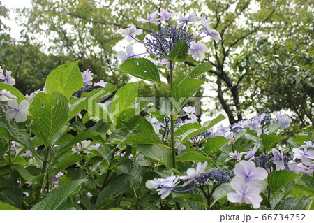 ・・~ 額紫陽花 ~・・ ・・Mihara-yae・・ ・ ・ ・・~ 額紫陽花 ~・・ ・・Mihara-yae・・ ・ ・ 66734752