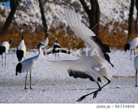 鶴見台の丹頂鶴 66734809