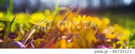 Flowers meadow Flowers meadow 66735221