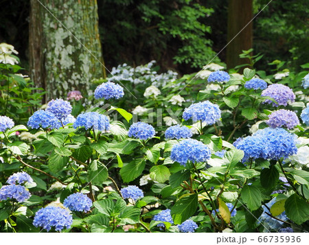 静岡県　6月　あじさい寺の風景 66735936