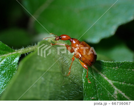 葉に止まるウスアカオトシブミ 66736067