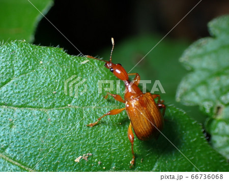 葉に止まるウスアカオトシブミ 66736068