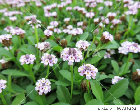 ヒメイワダレソウ ヒメイワダレソウ 66736202