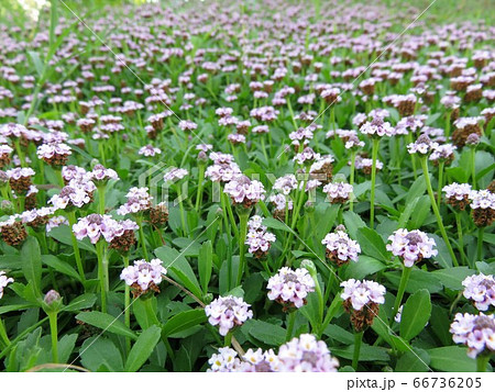 ヒメイワダレソウ 66736205