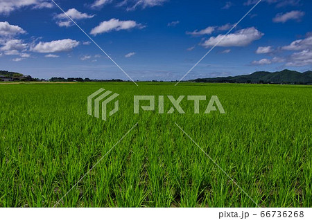 初夏の田園風景　越後平野 66736268