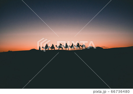 Beautiful Silhouette of Camels on Travel Tour through Sahara Desert Sunset  66736480