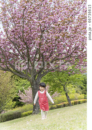 八重桜の下ではしゃく女の子 66736615