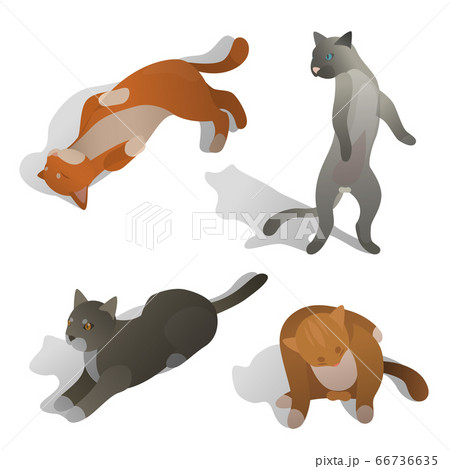 isometric cat isometric cat 66736635