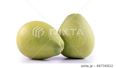 ユズ 柚 文旦 66736832