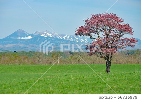 草原にサクラ　1本 66736979