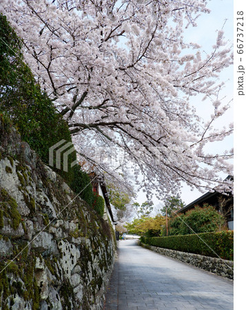 春の大津　坂本　滋賀院門跡の桜 66737218