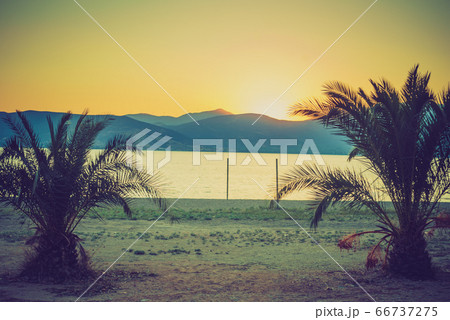 Small palm tree on beach 66737275