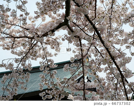 春の大津　坂本　滋賀院門跡の桜 66737302