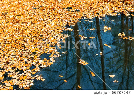 Dried autumnal fallen oak leaves floating on surface of water pond or lake at scenic park or forest on bright sunny day. Fall golden foliage with trees reflection. Autumn nature color background 66737547
