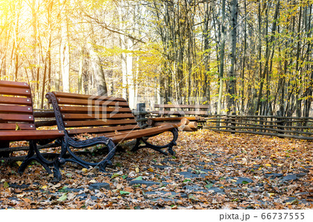 Beautiful scenic alley with benches between trees and golden colored foliage lush at city park. Walking path in colorful fall season park 66737555