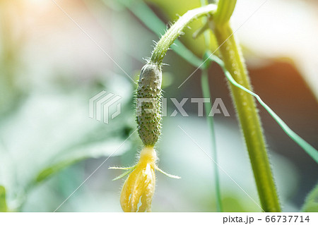 Close-up of small baby young tasty juicy green fresh gherkin cucumber growing in vegetable garden farm greenhouse on bright sunny summer or spring day. Healthy nutrition vitamin diet food background 66737714